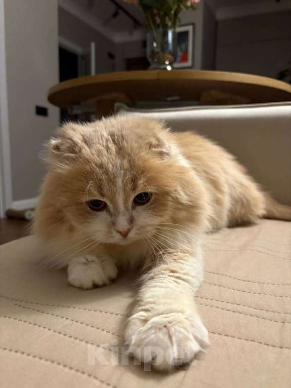 Кошки в Москве: Очень социальный и общительный Басик ищет постоянного собеседника Мальчик, Бесплатно - фото 5