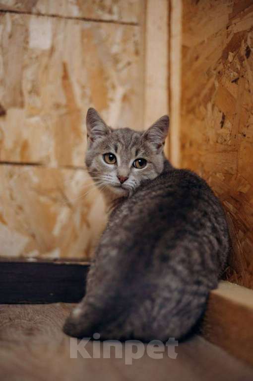 Кошки в Видном: Котёнок в добрые руки Девочка, Бесплатно - фото 8