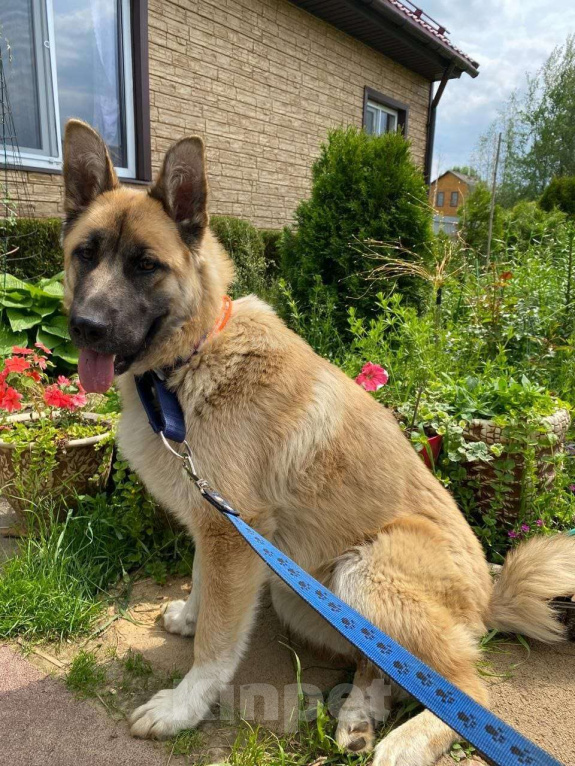 Собаки в Сергиеве Посаде: Алиса ищет дом Девочка, Бесплатно - фото 3