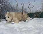 Собаки в Пскове: Среднеазиатская овчарка щенок алабай Девочка, 45 000 руб. - фото 5