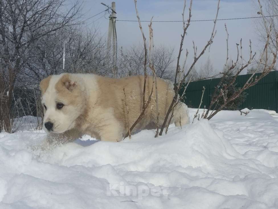 Собаки в Пскове: Среднеазиатская овчарка щенок алабай Девочка, 45 000 руб. - фото 5