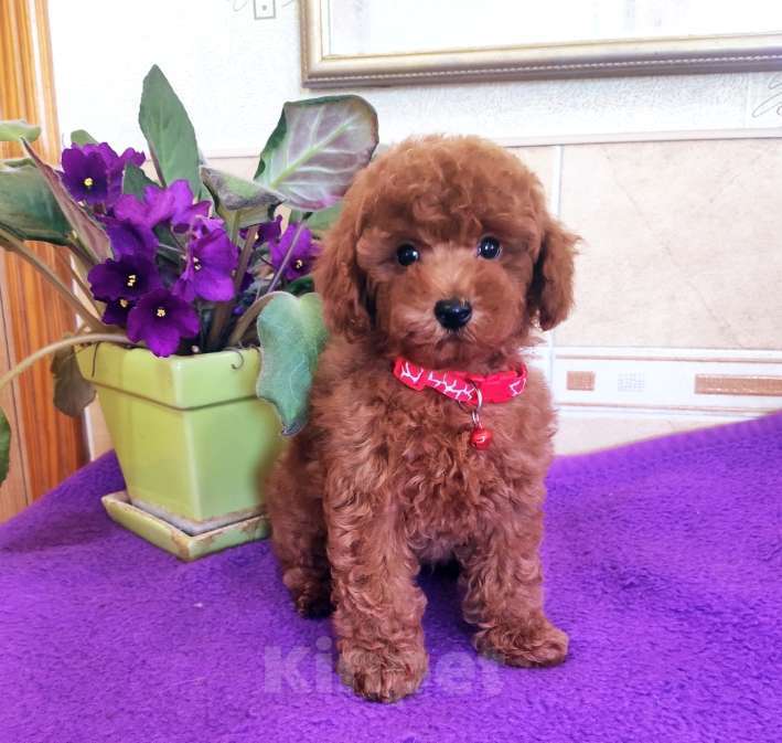 Собаки в Севастополе: Пудель той Мальчик, 80 000 руб. - фото 2