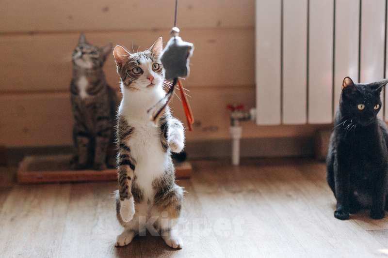 Кошки в Москве: Веселые непоседы Валли и Хлоя ищут семью Девочка, 1 руб. - фото 5