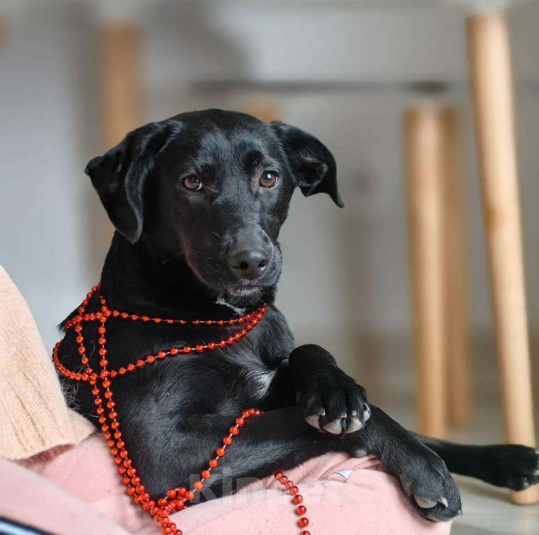 Собаки в Мытищах: Наоми - твоя будущая радость! Девочка, Бесплатно - фото 2