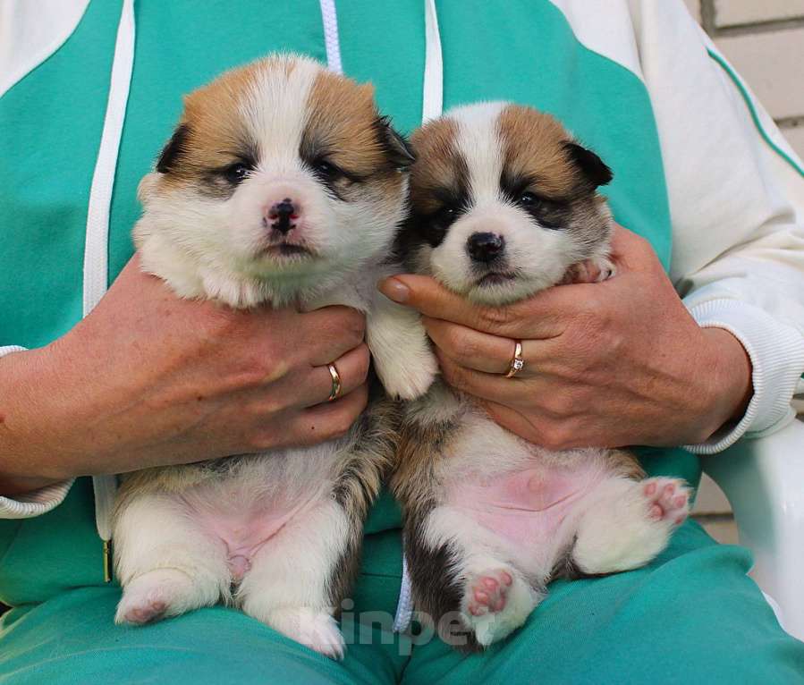Собаки в других городах Московской области: щенки вельш корги пемброк Мальчик, Бесплатно - фото 4