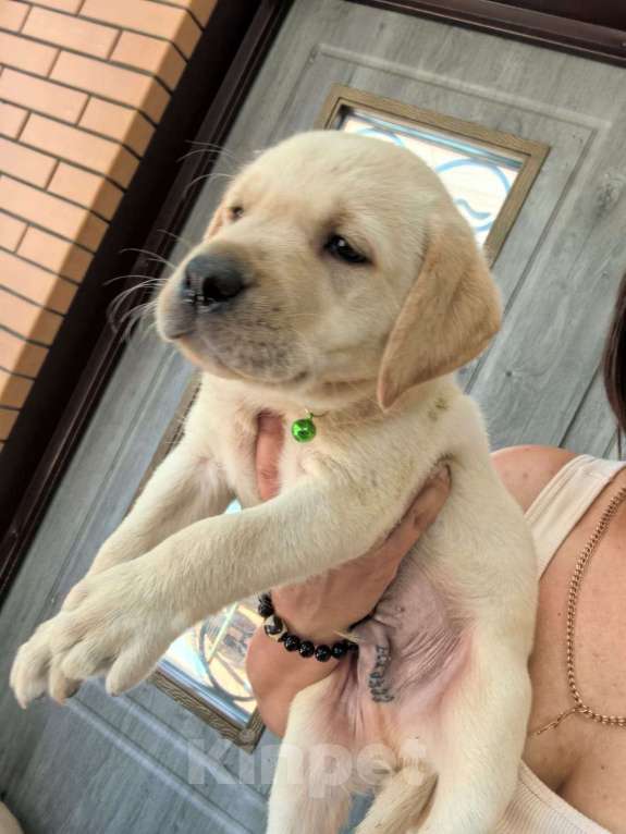 Собаки в Краснодаре: Лабрадор щенок Мальчик, 35 000 руб. - фото 4