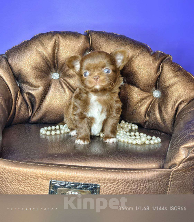 Собаки в Москве: Шоколадный мальчик  Мальчик, 50 000 руб. - фото 2