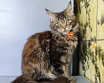 Кошки в Москве: Котенок Мейн-Кун Девочка Девочка, 40 000 руб. - фото 6