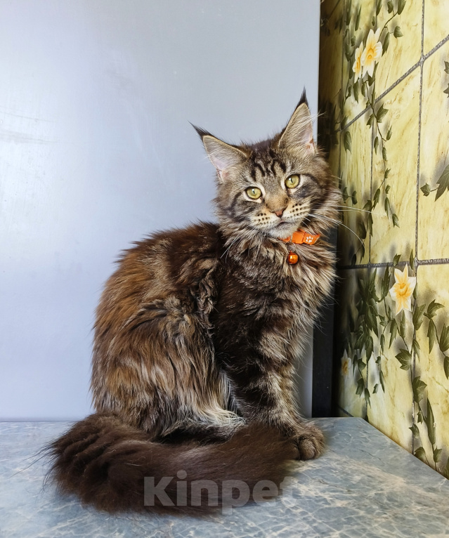Кошки в Москве: Котенок Мейн-Кун Девочка Девочка, 40 000 руб. - фото 6