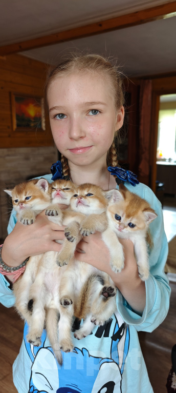 Кошки в других городах Ленинградской области: Британский короткошерстный котенок Разнополые, 30 000 руб. - фото 4