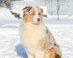 Собаки в других городах Владимирской области: щенок австралийской овчарки Девочка, 150 000 руб. - фото 2