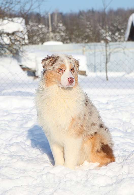 Собаки в других городах Владимирской области: щенок австралийской овчарки Девочка, 150 000 руб. - фото 2