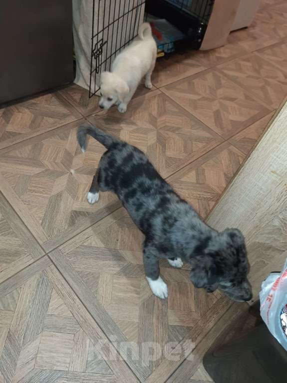 Собаки в Санкт-Петербурге: Редкий щенок Девочка, Бесплатно - фото 6