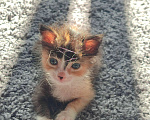 Кошки в Ставрополе: Трехцветный котёнок  Девочка, Бесплатно - фото 6