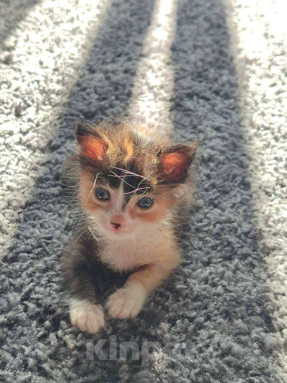 Кошки в Ставрополе: Трехцветный котёнок  Девочка, Бесплатно - фото 6