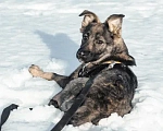 Собаки в Сергиеве Посаде: Ноэль ищет семью  Девочка, Бесплатно - фото 5