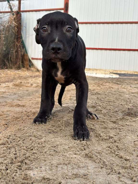Собаки в Москве: Мальчик чёрного окраса Мальчик, Бесплатно - фото 2