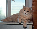 Кошки в Калуге: Шанс для добряка Персея. Мальчик, 1 руб. - фото 9