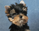 Собаки в Москве: Мальчик йорка Мальчик, 40 000 руб. - фото 9
