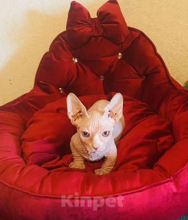 Кошки в Сочи: Бамбино Мальчик, 30 000 руб. - фото 7