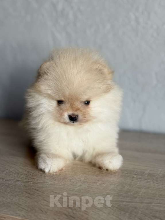 Собаки в Новосибирске: Щенок шпица Мальчик, 30 000 руб. - фото 3