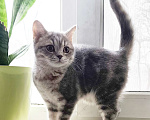 Кошки в Санкт-Петербурге: Ласковая шотландская малышка Девочка, Бесплатно - фото 4
