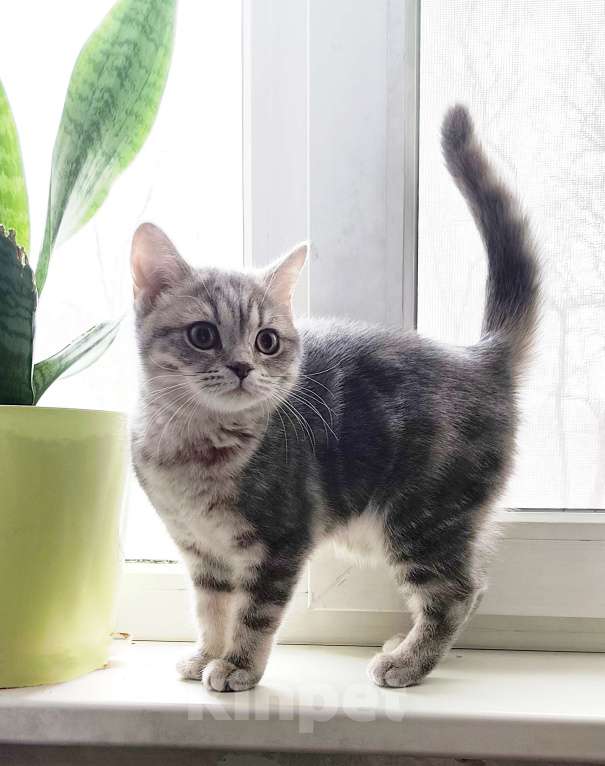 Кошки в Санкт-Петербурге: Ласковая шотландская малышка Девочка, Бесплатно - фото 4