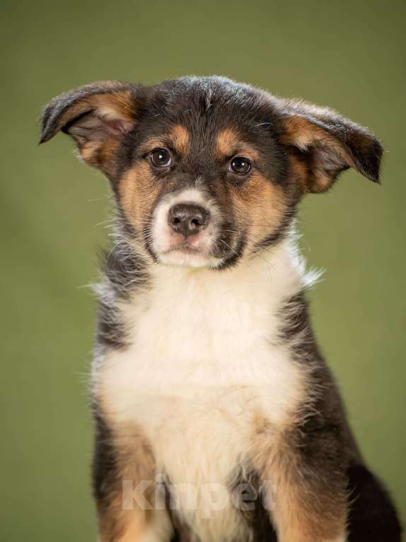 Собаки в Клине: Каштан - важный малыш Мальчик, Бесплатно - фото 4