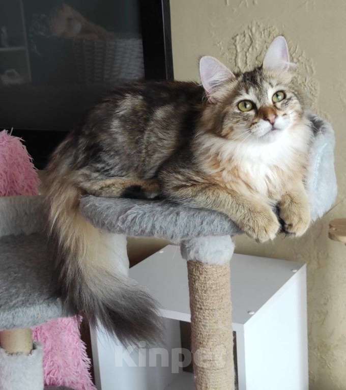 Кошки в Новосибирске: Werba Девочка, 50 000 руб. - фото 3