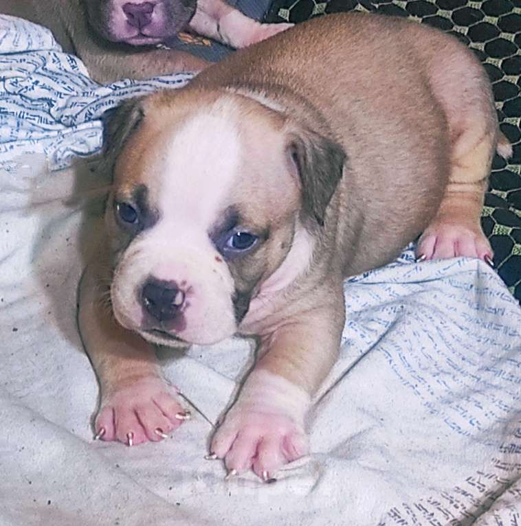 Собаки в Москве: Американский булли. Мальчики и девочки Разнополые, 70 000 руб. - фото 5