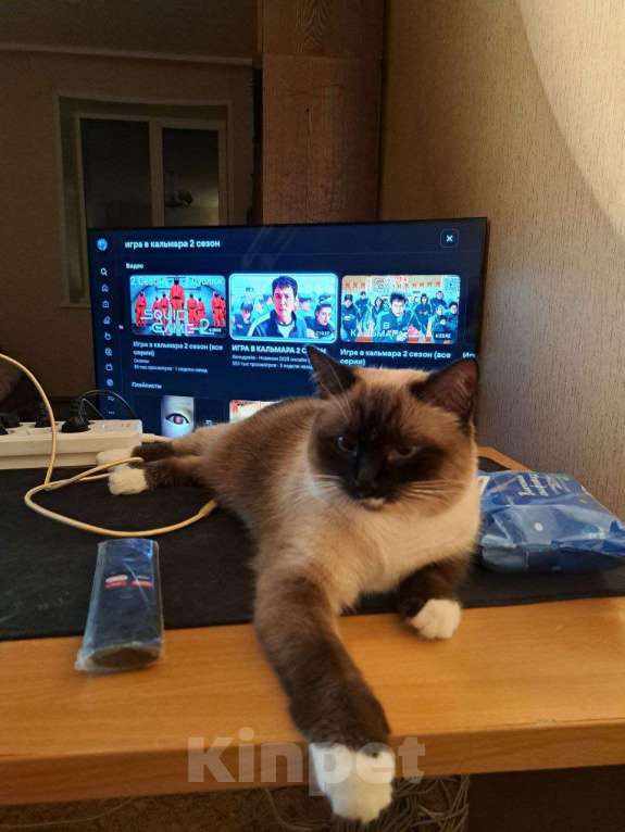 Кошки в Ярославле: Пропала Кошка Девочка, 5 000 руб. - фото 2