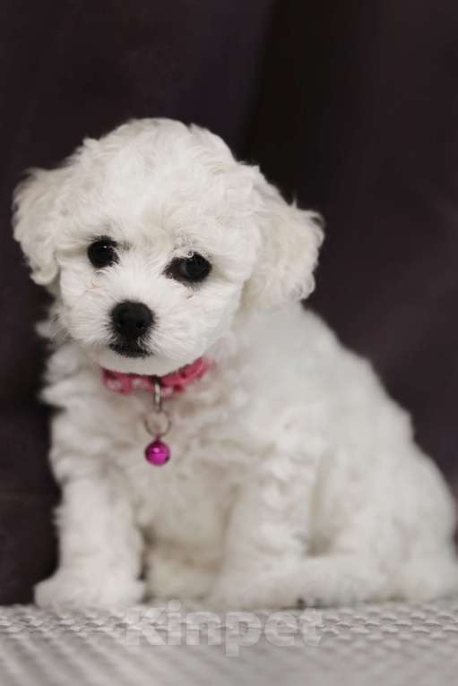 Собаки в Волгограде: Алиссия Бриллиантовая девочка  Девочка, 160 000 руб. - фото 3