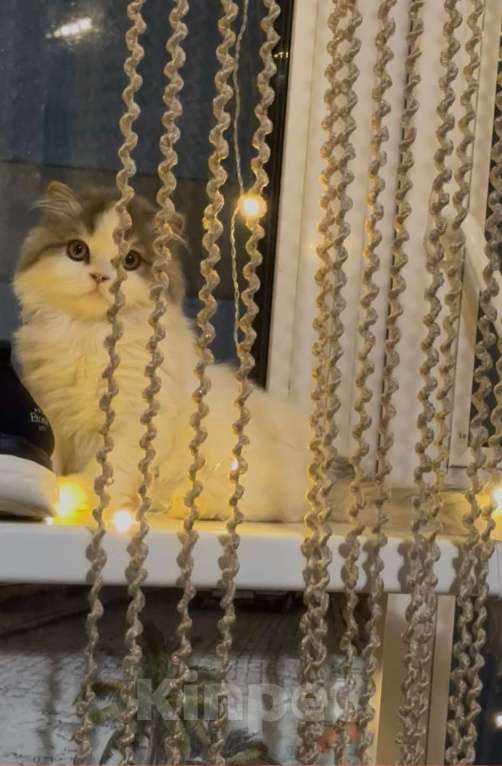 Кошки в Москве: Шотландский прямоухий котенок Хайленд страйт  Мальчик, Бесплатно - фото 1