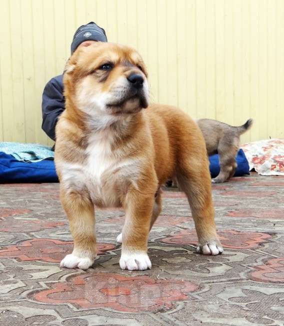 Собаки в Екатеринбурге: Щенок среднеазиатской овчарки (алабай) Мальчик, 50 000 руб. - фото 2