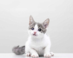 Кошки в Москве: котенок Захар Мальчик, Бесплатно - фото 6