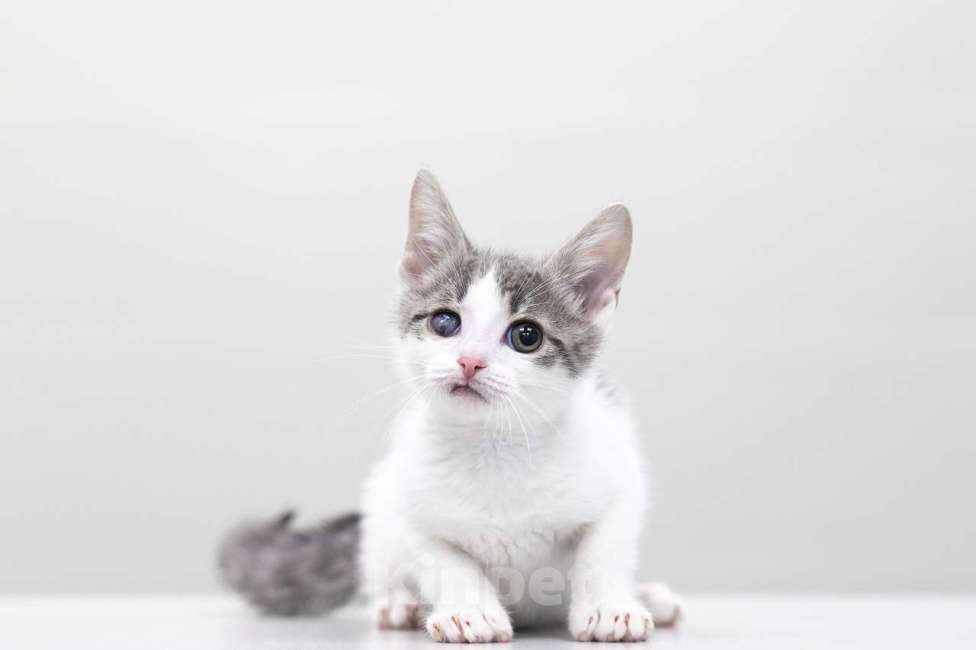 Кошки в Москве: котенок Захар Мальчик, Бесплатно - фото 6