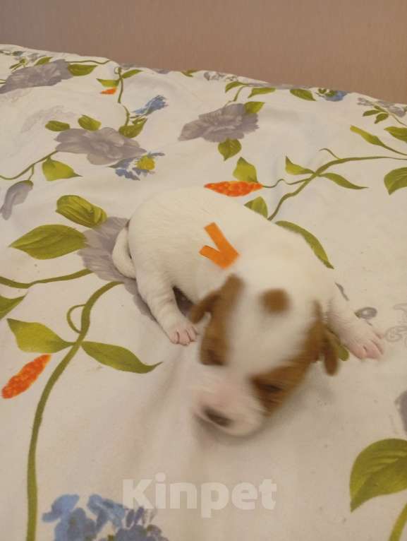 Собаки в Дмитрове: Девочка Девочка, 30 000 руб. - фото 1