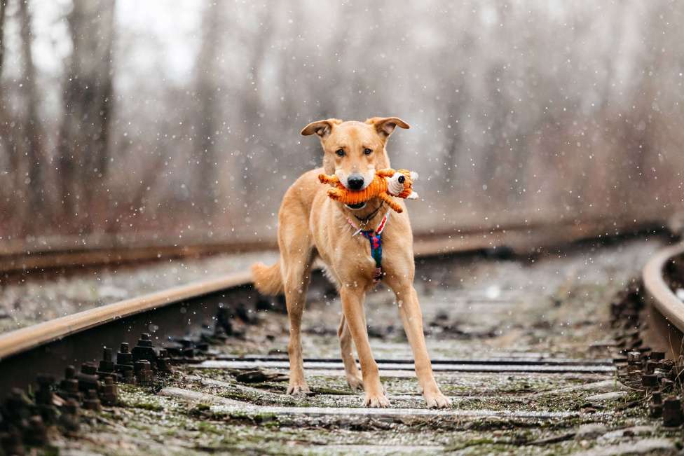 Собаки в Москве: Очень умный мальчик ищет семью. Банни из приюта в добрые руки Мальчик, Бесплатно - фото 5
