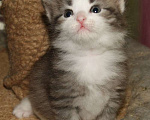 Кошки в Калининграде: Серебристые пупсы Мальчик, 30 000 руб. - фото 2