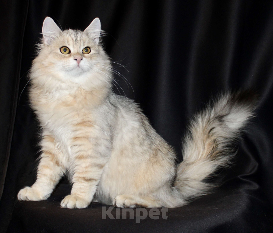 Кошки в Тюмени: Сибирский котёнок Мальчик, 15 000 руб. - фото 4