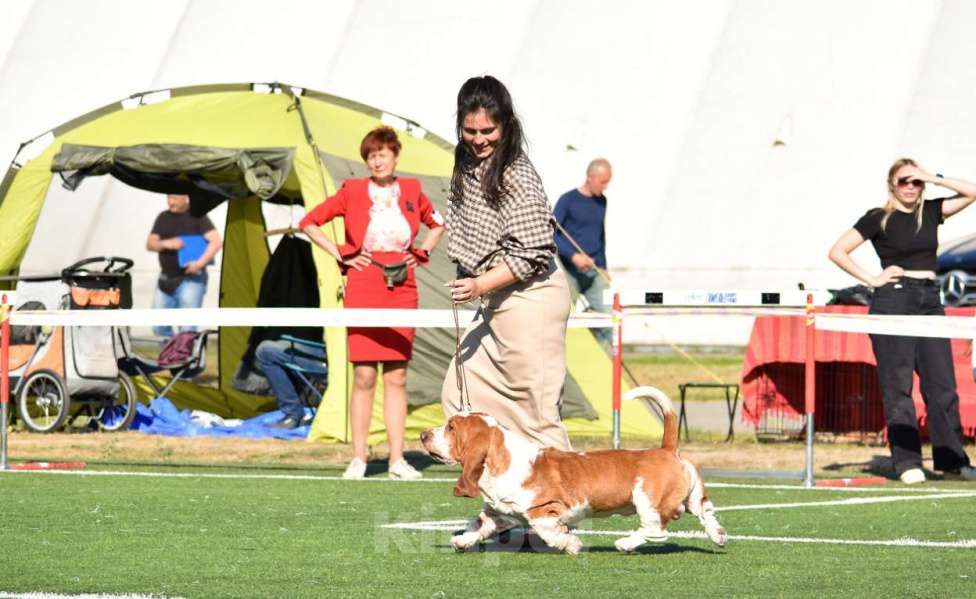 Собаки в Санкт-Петербурге: Бассет-хаунд щенки с родословной  Девочка, 45 000 руб. - фото 2