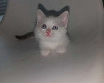 Кошки в Ижевске: Котята 2 месяца Разнополые, 1 500 руб. - фото 7