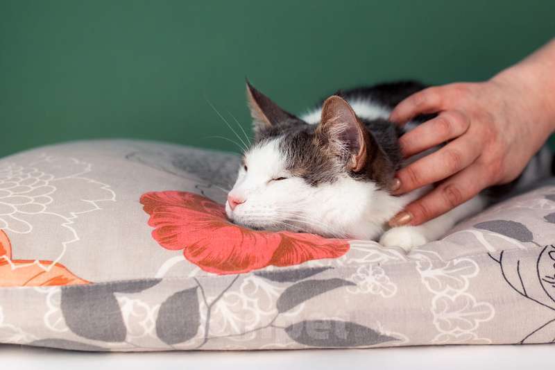 Кошки в Москве: Ласковый кот Масяня с кисточками на ушах и искренней улыбкой Мальчик, Бесплатно - фото 10