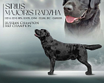 Собаки в Ярославле: Кобель для вязки Мальчик, Бесплатно - фото 4