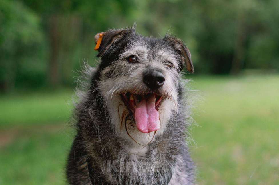 Собаки в Москве: Пальма ищет семью Девочка, Бесплатно - фото 6