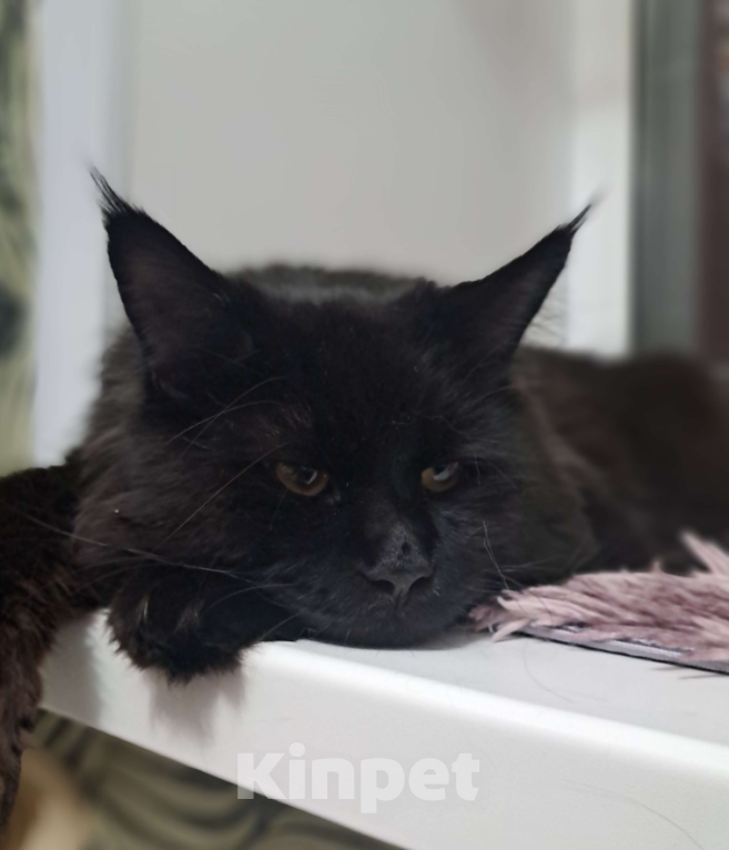 Кошки в Ачинске: Нужна невеста  Мальчик, 1 руб. - фото 5