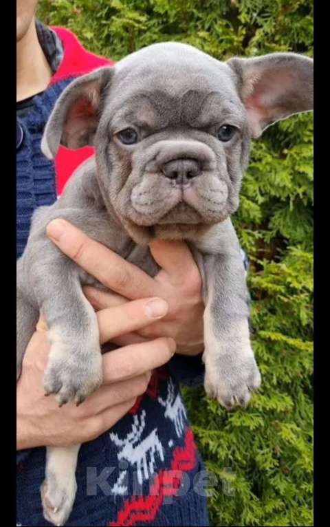 Собаки в Москве: Мальчик лиловоподпалый Мальчик, 70 000 руб. - фото 1