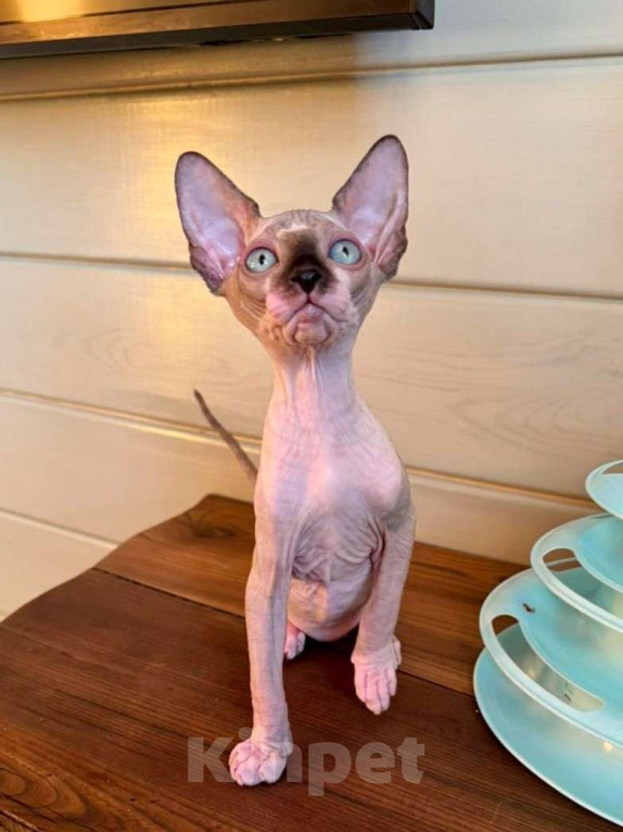 Кошки в Москве: Котята канадского сфинкса  Девочка, Бесплатно - фото 3