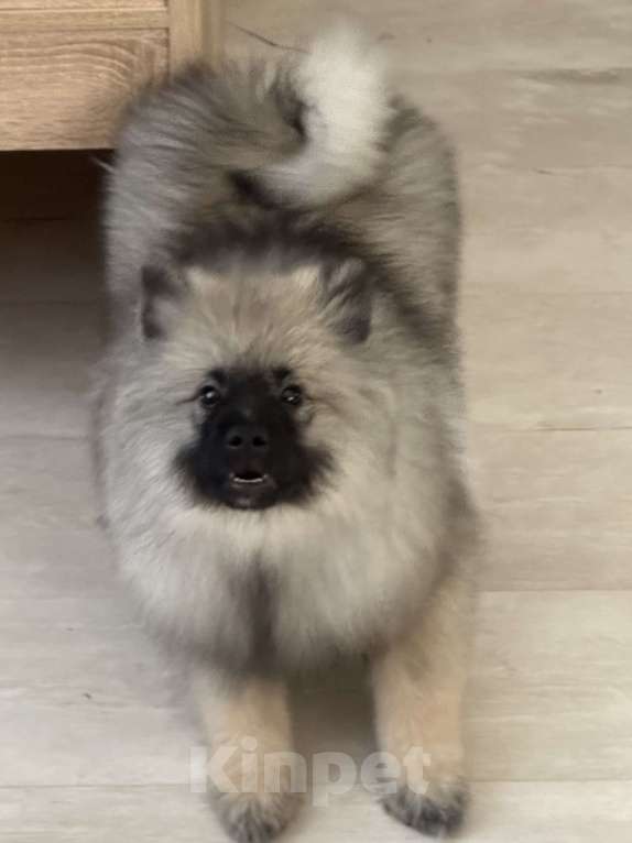 Собаки в Москве: Вольфшпиц КЕЕСХОНД Девочка, 100 000 руб. - фото 1