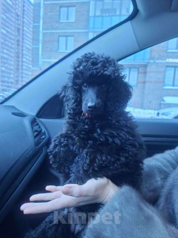 Собаки в Санкт-Петербурге: Пудель средний, сука черного окраса Девочка, 100 000 руб. - фото 4